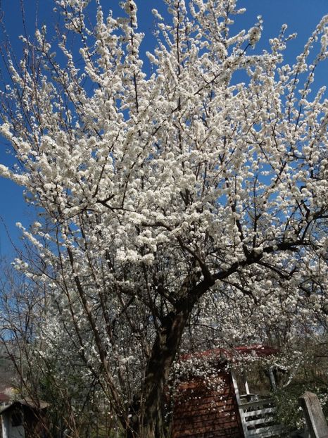  - La țară martie 2019