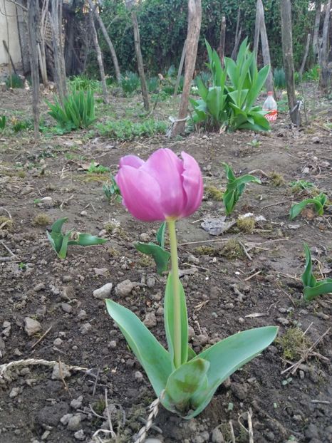  - La țară martie 2019