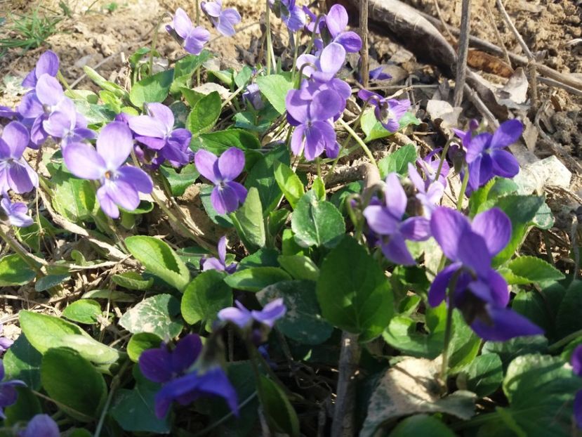  - La țară martie 2019