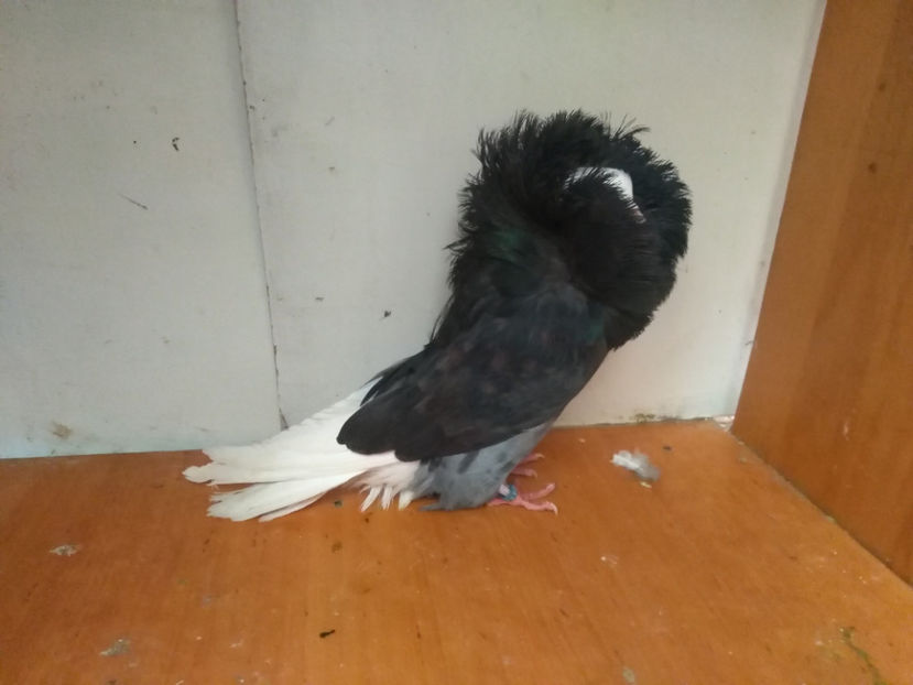 F.2018 - Porumbei  vinduti