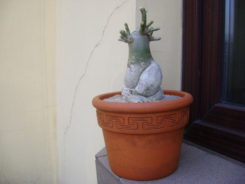 Adenium obesum - Caudiciforme si bulbi 2019