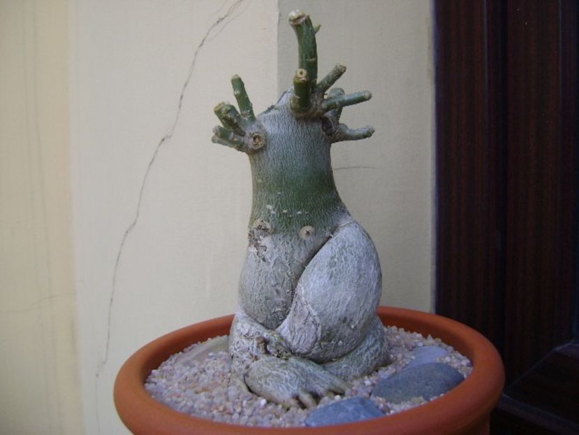 Adenium obesum - Caudiciforme si bulbi 2019