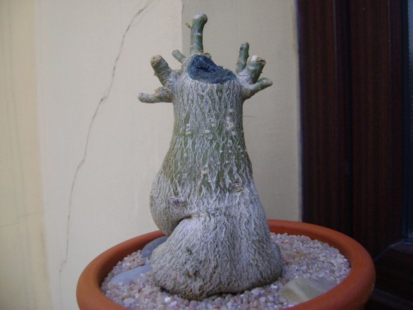 Adenium obesum - Caudiciforme si bulbi 2019