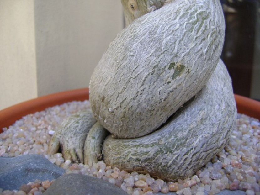 Adenium obesum - Caudiciforme si bulbi 2019