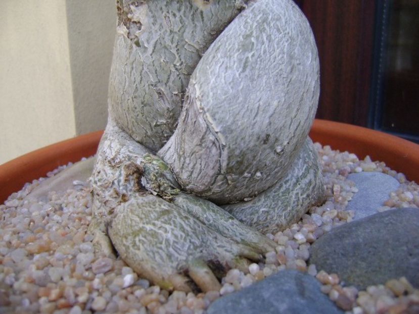 Adenium obesum - Caudiciforme si bulbi 2019