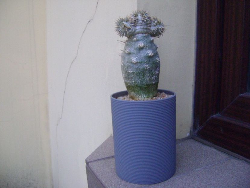 Pachyipodium brevicaule (altoit pe Pachypodium lamerei) - Caudiciforme si bulbi 2019