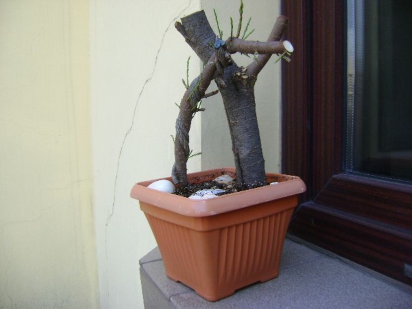 Tamarix - Bonsai si prebonsai 2018-2020