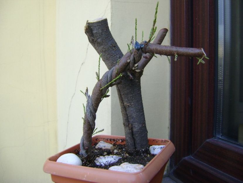 Tamarix - Bonsai si prebonsai 2018-2020