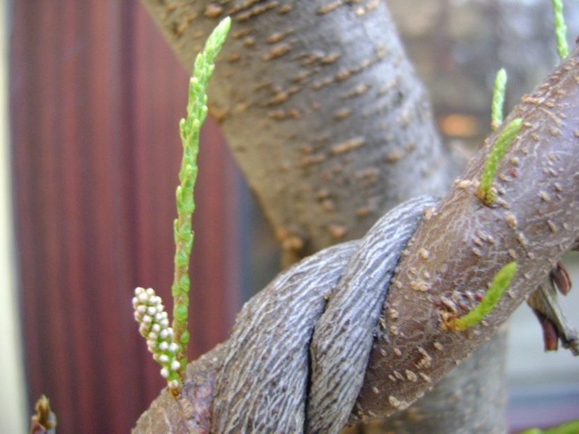 Tamarix - Bonsai si prebonsai 2018-2020