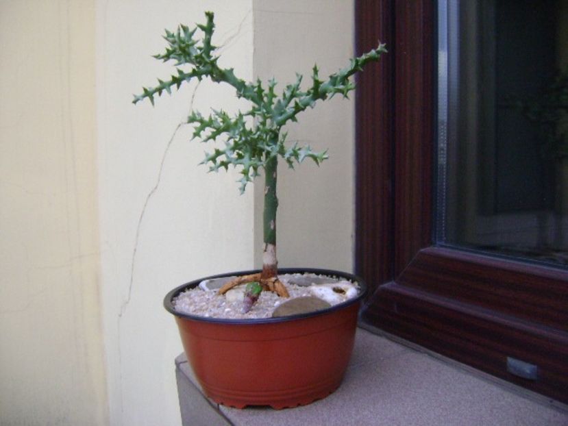 Euphorbia stenoclada & Euphorbia tubiglans - Suculente 2019