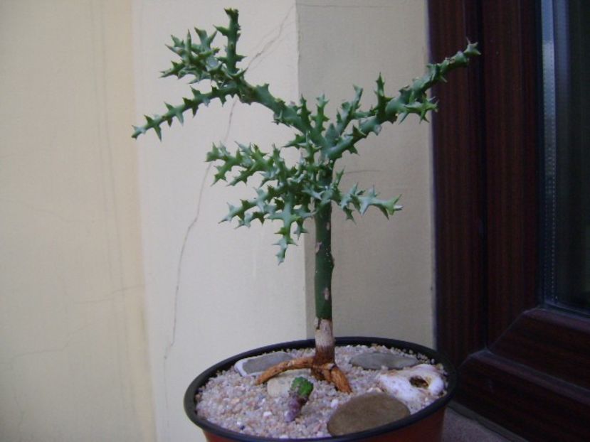 Euphorbia stenoclada & Euphorbia tubiglans - Suculente 2019