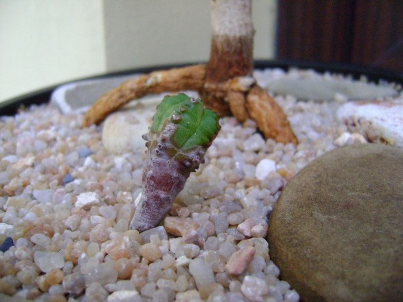 Euphorbia stenoclada & Euphorbia tubiglans - Suculente 2019