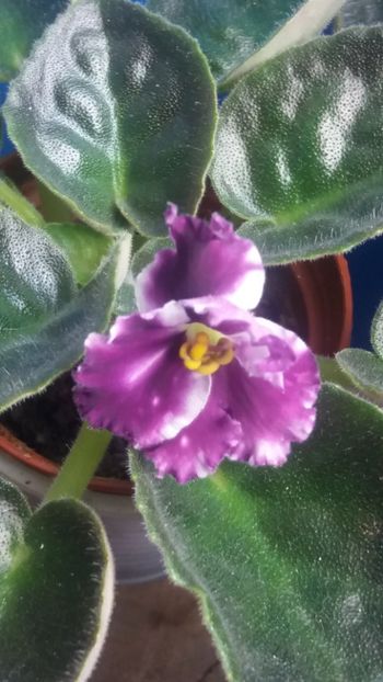  - violete