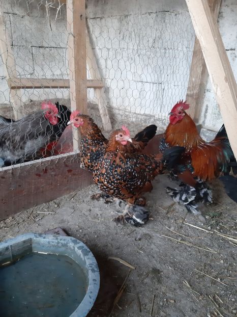  - Mii de flori porțelan