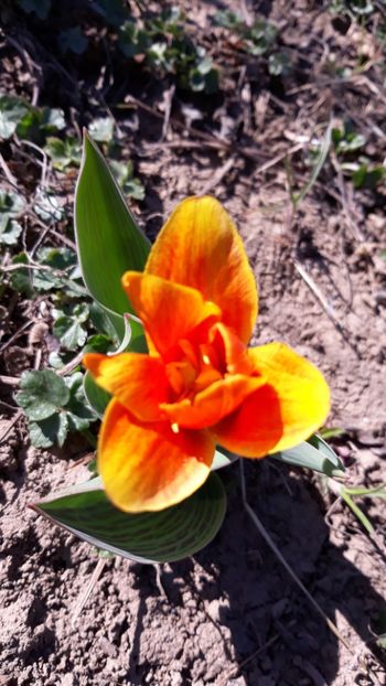  - Primavara 2019-2022