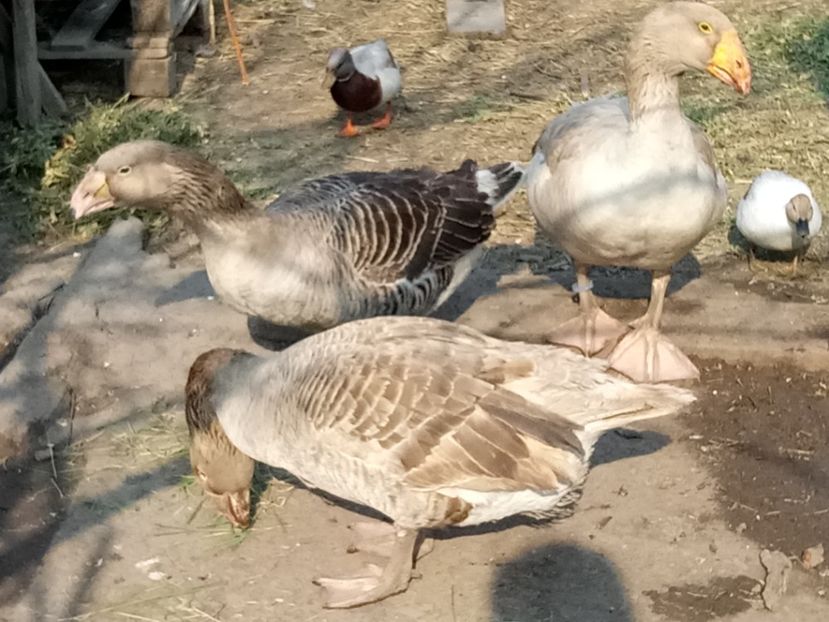 Primăvăratic - B7 - Gâște Tula - Tula geese Tula Ganse