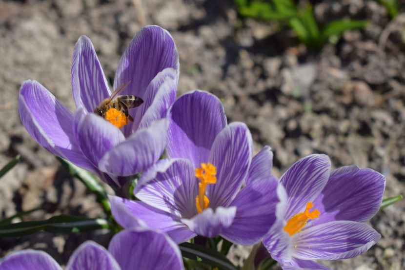  - Primavara lui 2019 in gradina mea