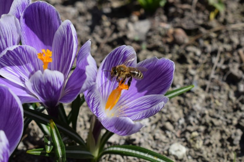  - Primavara lui 2019 in gradina mea