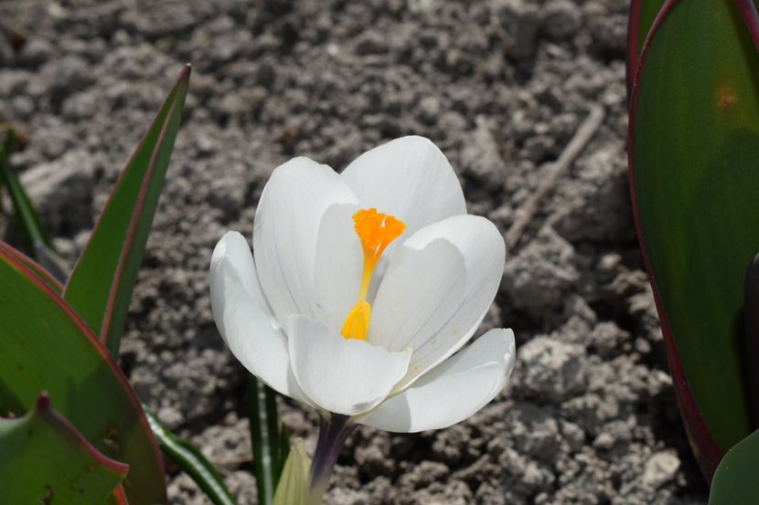  - Primavara lui 2019 in gradina mea