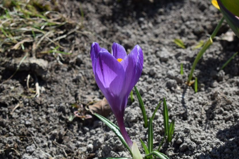  - Primavara lui 2019 in gradina mea