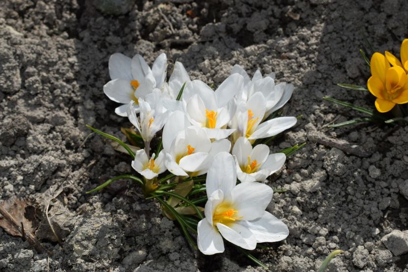  - Primavara lui 2019 in gradina mea