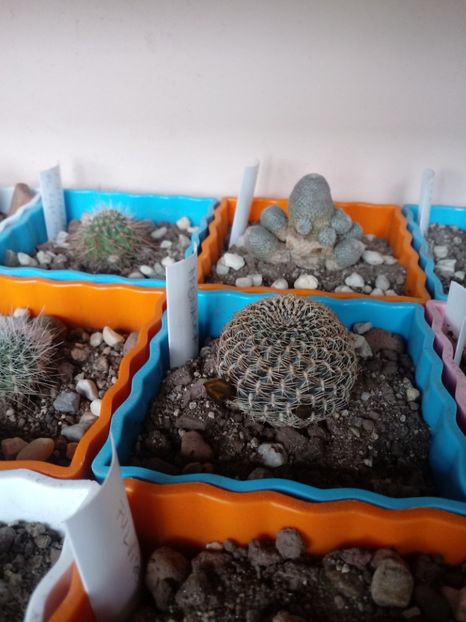  - Cactusi