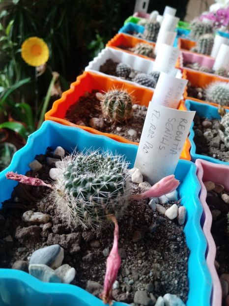 - Cactusi