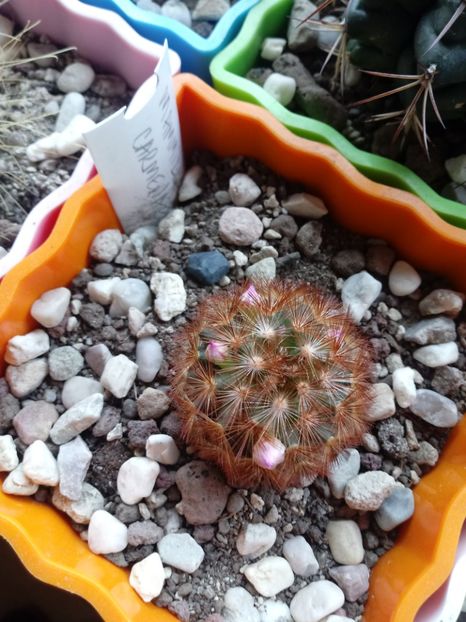  - Mammillaria