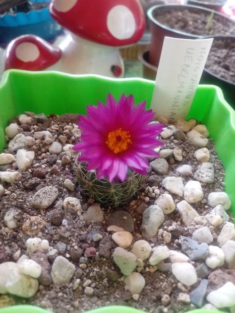  - Cactusi