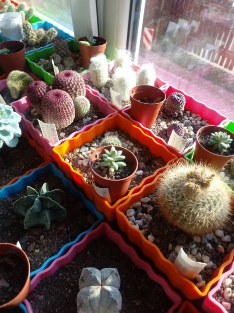  - Cactusi