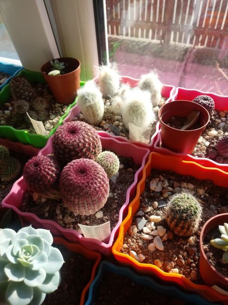  - Cactusi