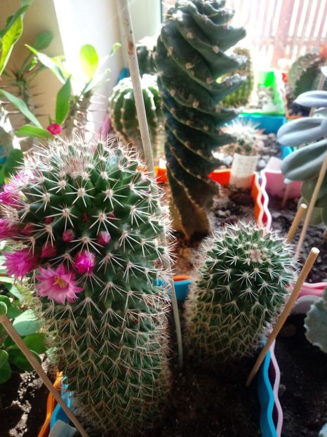 - Cactusi