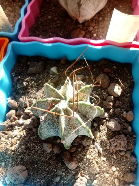  - Cactusi
