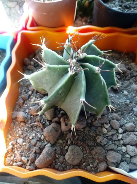  - Cactusi