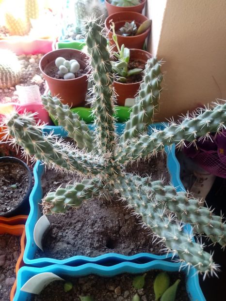  - Cactusi