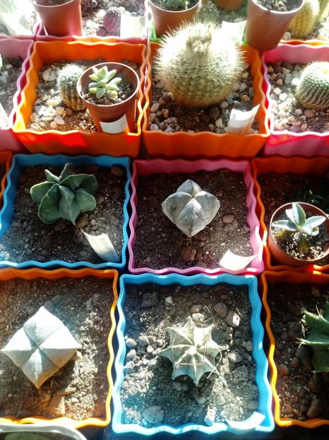  - Cactusi