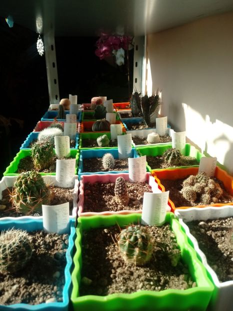  - Cactusi