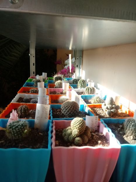  - Cactusi