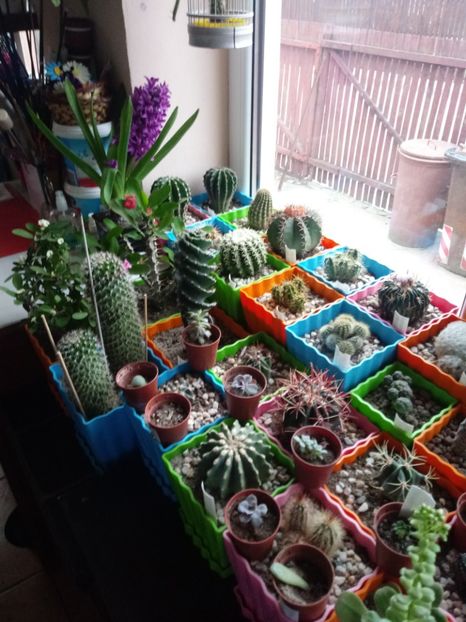  - Cactusi
