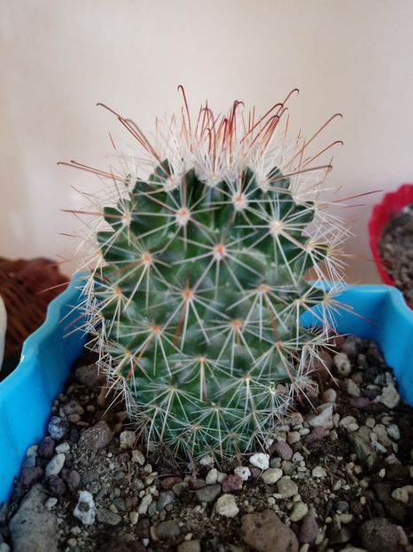  - Mammillaria