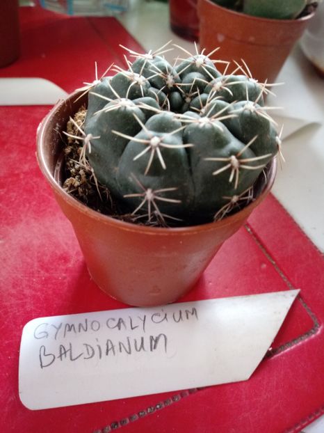  - Cactusi