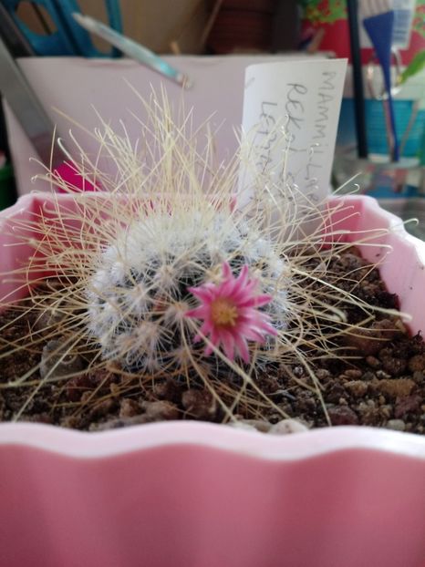  - Mammillaria