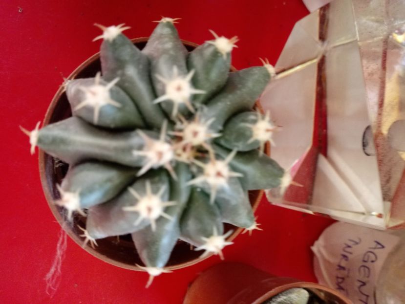  - Cactusi