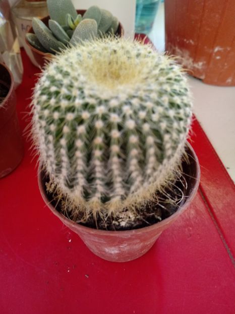  - Cactusi