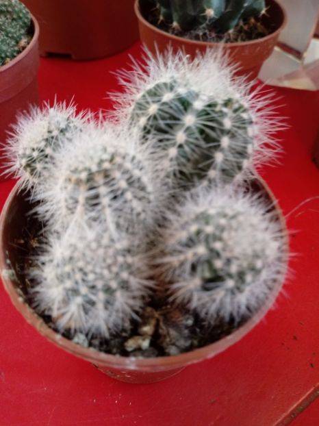  - Cactusi