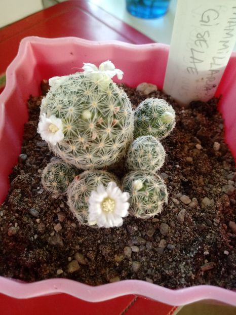  - Mammillaria