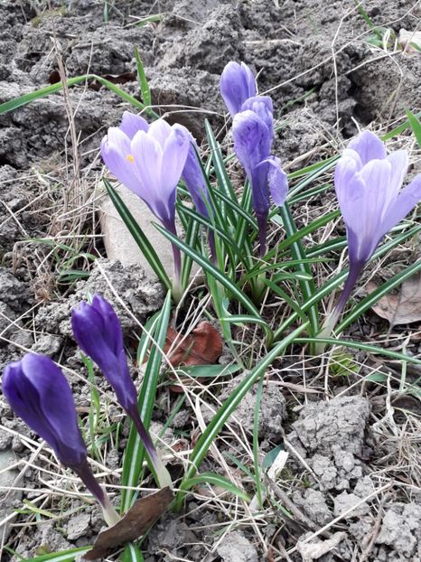  - a-primavara-2019