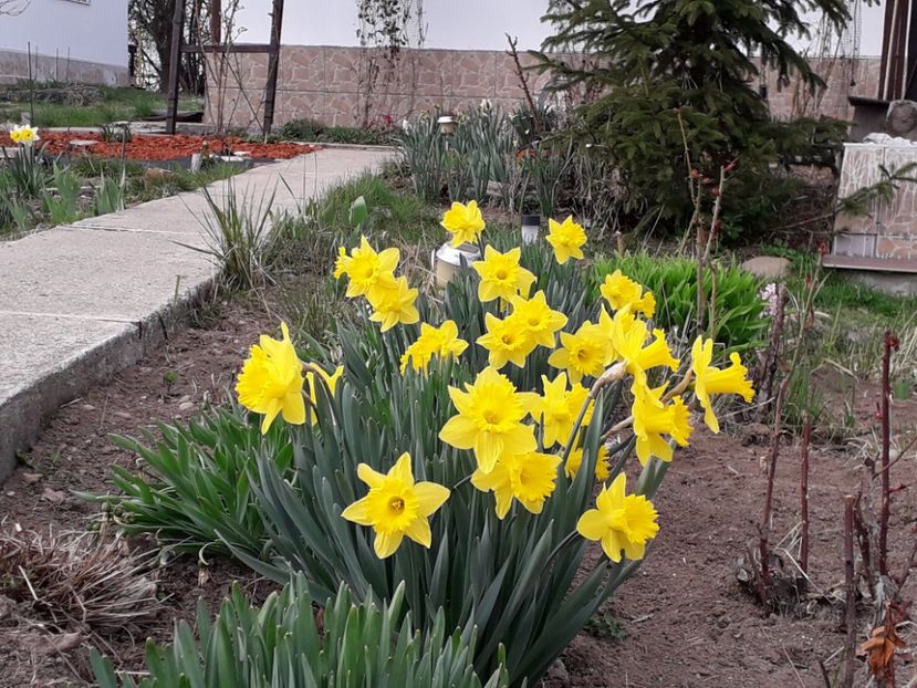  - a-primavara-2019