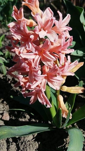 received_782016768640656 - Zambile