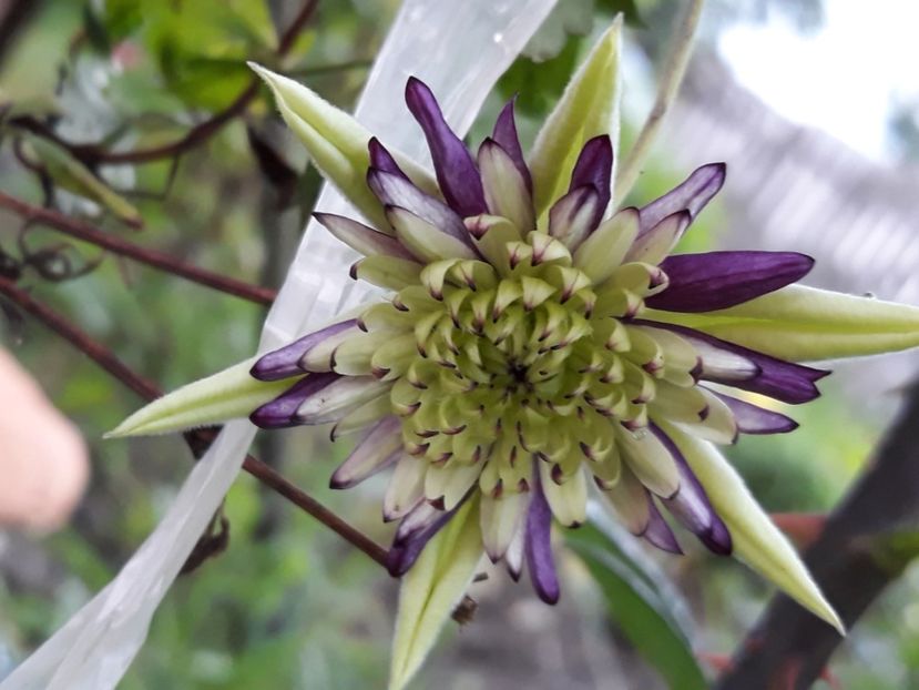  - Clematite